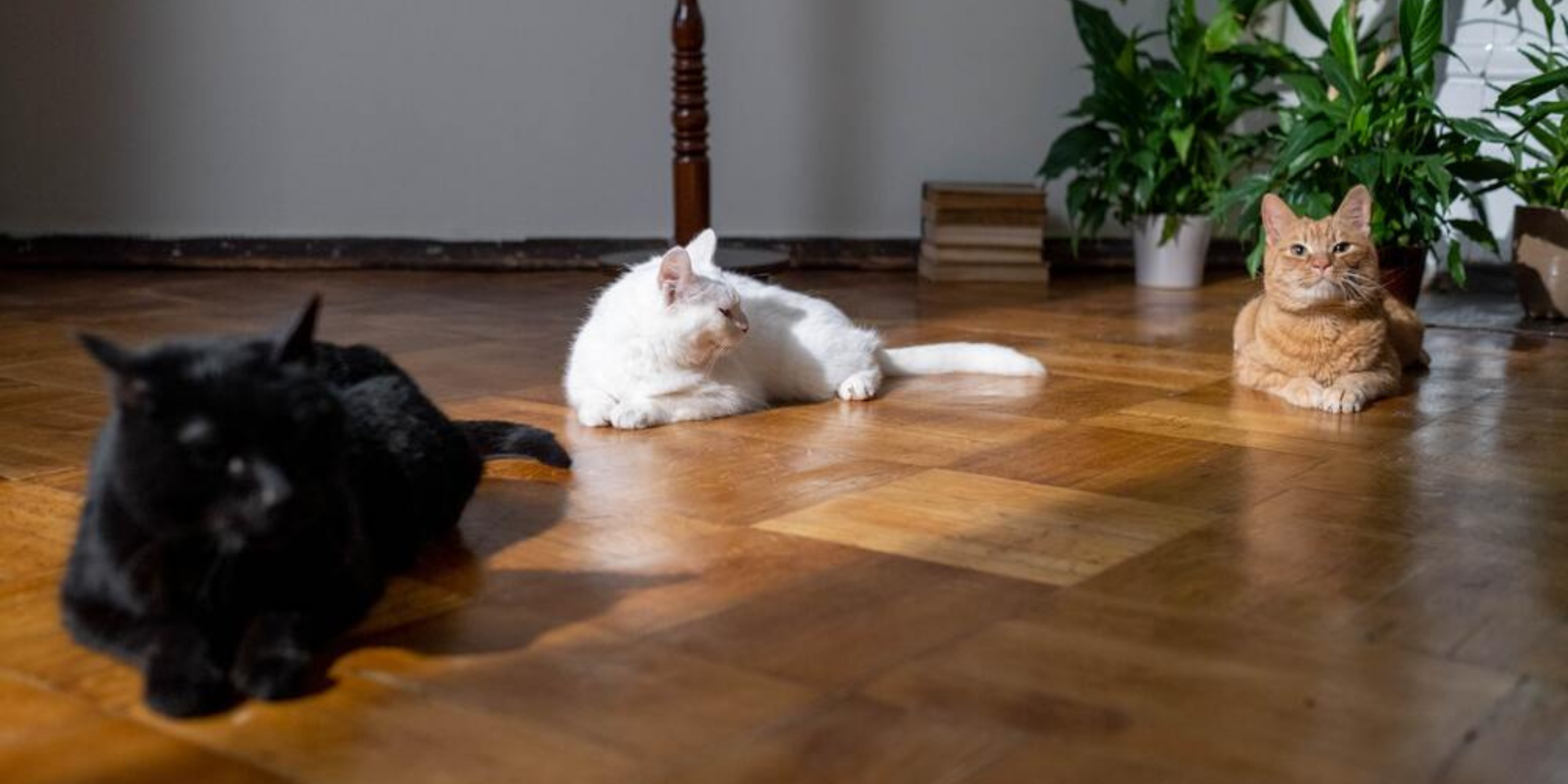 Foto van katten op een vloer