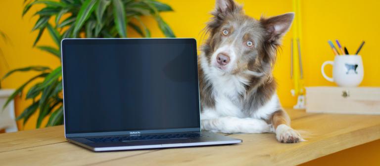 Hond bij een laptop 