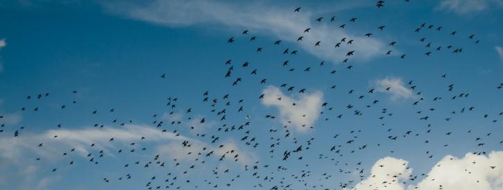 Foto lucht vogels 