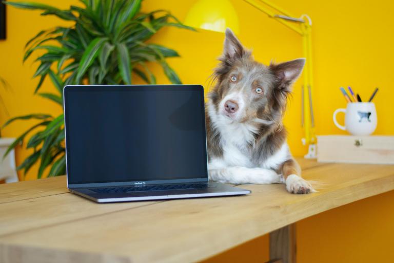 Hond bij een laptop 